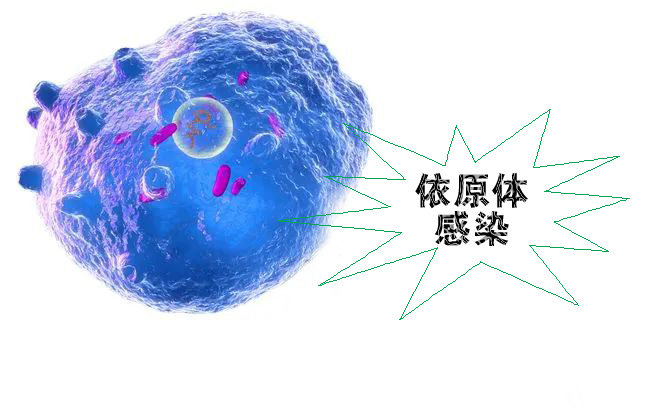 怎么不知不覺(jué)就感染了沙眼依原體呢？